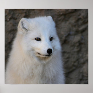 Arktische Portraits Poster