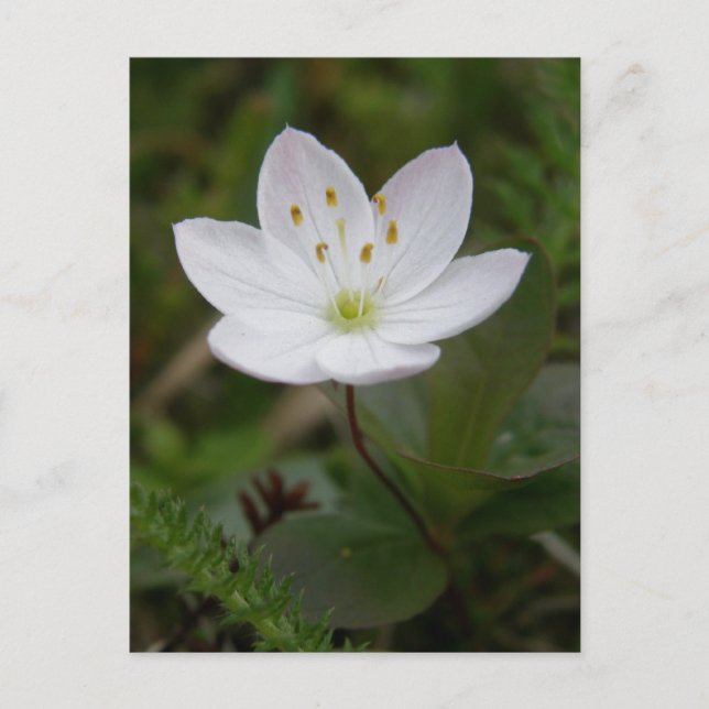 Arktische Starflower, Insel Unalaska Postkarte (Vorderseite)