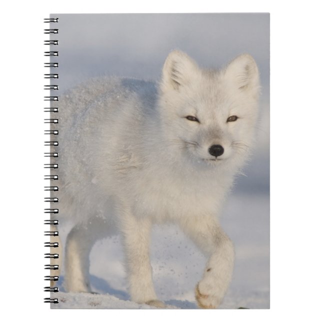 Arktischer Fox, Alaska Notizblock (Vorderseite)