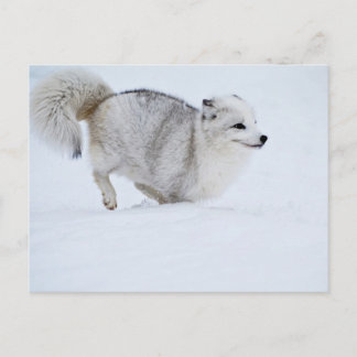 Arktischer Fox auf dem Laufenden Postkarte