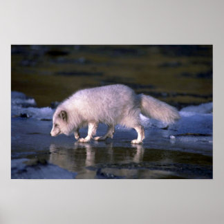 Arktischer Fox auf der Suche nach einem eisigen Fl Poster