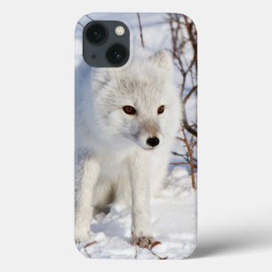 Arktischer Fox, Churchill Tier-Management-Bereich Case-Mate iPhone Hülle