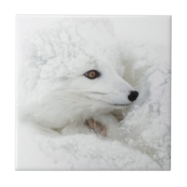 Arktischer Fox im Winter aufgerollt Fliese (Vorderseite)