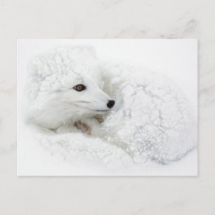 Arktischer Fox im Winter aufgerollt Postkarte
