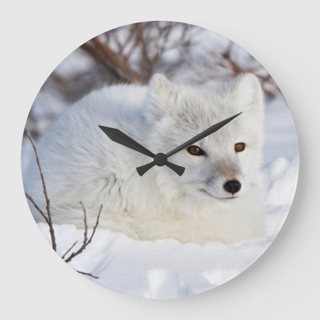 Arktischer Fox im Winter Große Wanduhr (Vorderseite)