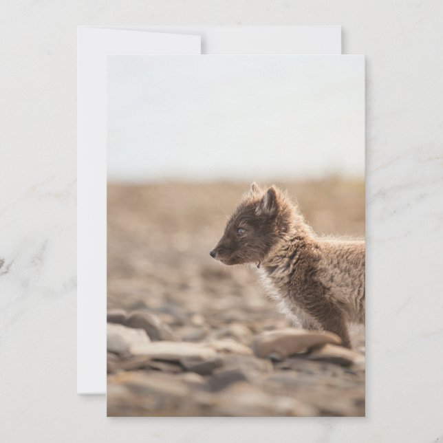 Arktischer Fox, Svalbard - Natureindypothek Karte (Vorderseite)