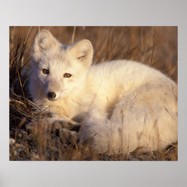 Arktischer Fuchs, Alopex lagopus, Fell, der von 2  Poster (Vorne)