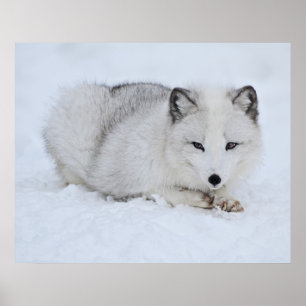 Arktischer Fuchs im Schnee Poster