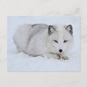 Arktischer Fuchs im Schnee Postkarte