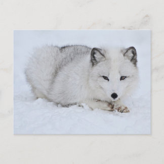 Arktischer Fuchs im Schnee Postkarte