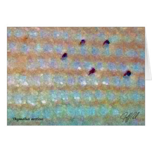 Arktischer Grayling - Karte