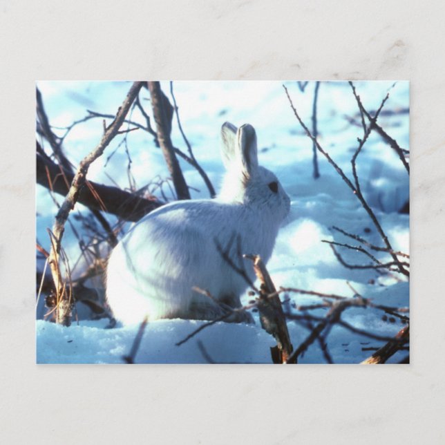 Arktischer Hase im Schnee Postkarte (Vorderseite)
