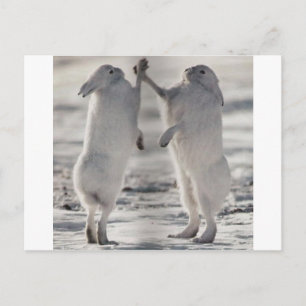 arktischer Hase Kaninchen Tier Winter gefroren Sch Postkarte