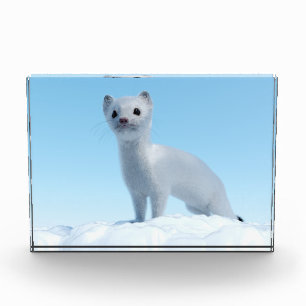 Arktischer Wiesel Charme Fotoblock