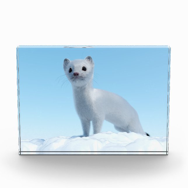 Arktischer Wiesel Charme Fotoblock (Vorderseite)
