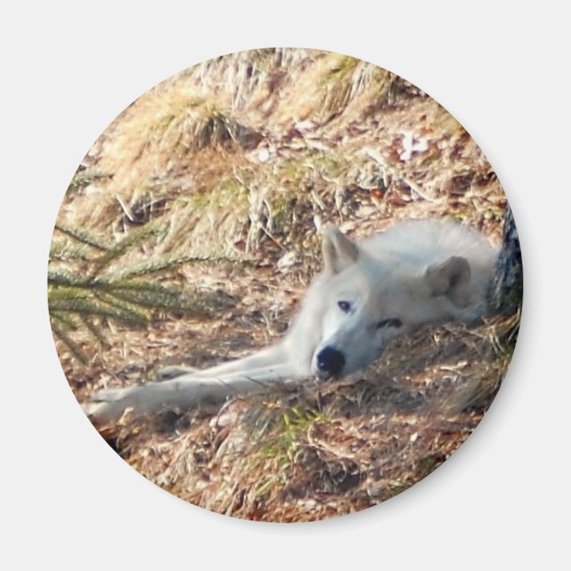 Arktischer Wolf #2 Magnet (Vorne)