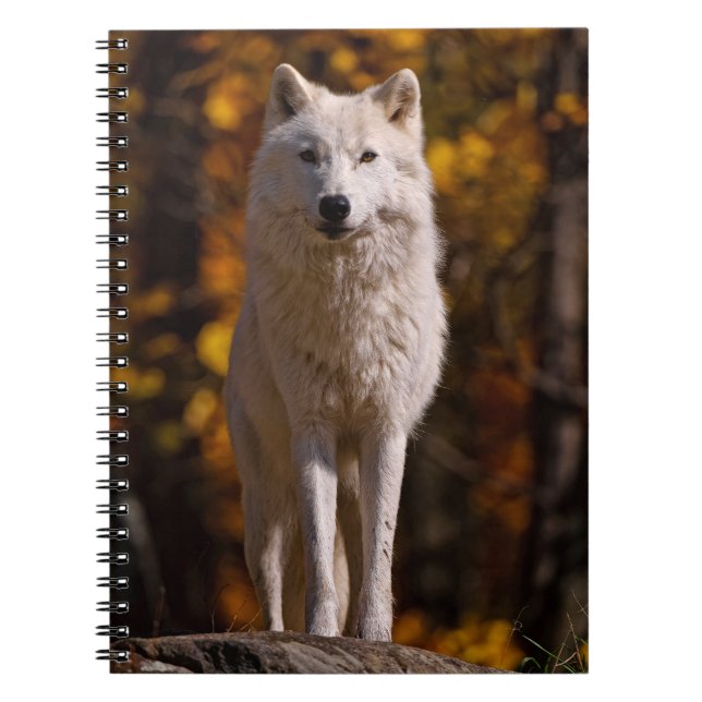 Arktischer Wolf auf Rock Notizblock (Vorderseite)