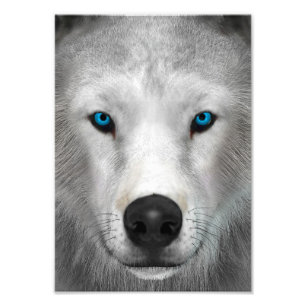 Arktischer Wolf Fotodruck