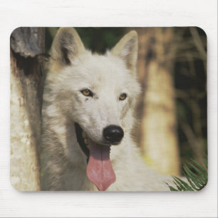 Arktischer Wolf im Wald Mousepad