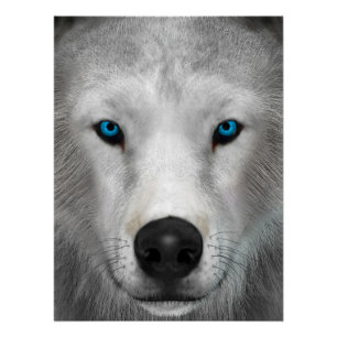 Arktischer Wolf Poster