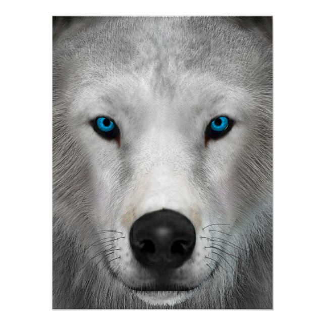 Arktischer Wolf Poster (Vorderseite)