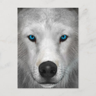 Arktischer Wolf Postkarte