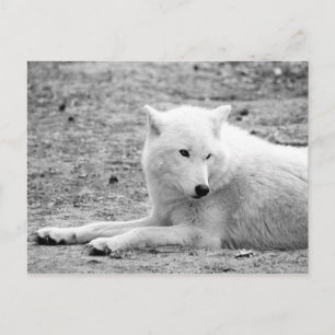 Arktischer Wolf - Weißwolf Postkarte