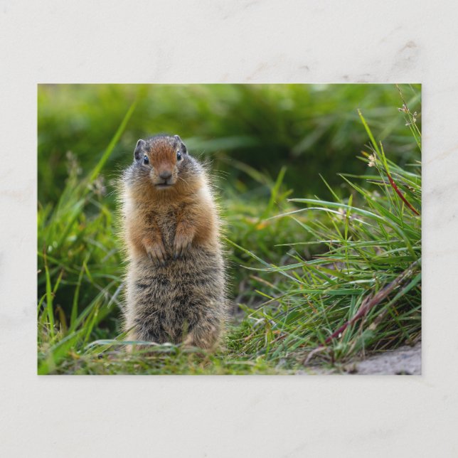 Arktisches Erdhörnchen in Kanada Postkarte (Vorderseite)