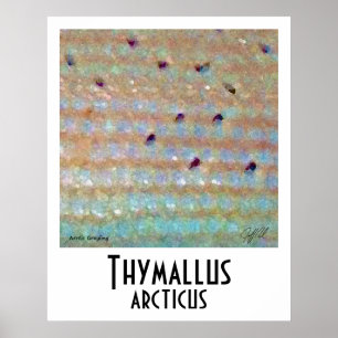 Arktisches Grayling-Poster Poster