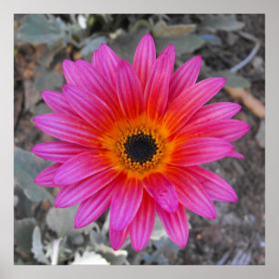 Arktotis - Afrikanische Daisy Poster