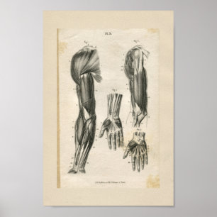 Arm-Muskel-Vintager Anatomie-Druck Poster