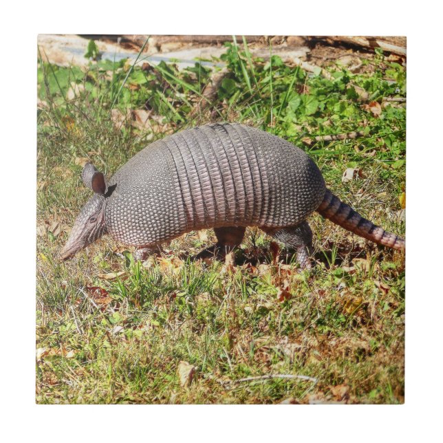 Armadillo Fliese (Vorderseite)