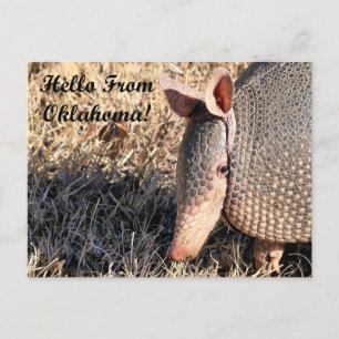 Armadillo Hello From Oklahoma Post Card Postkarte