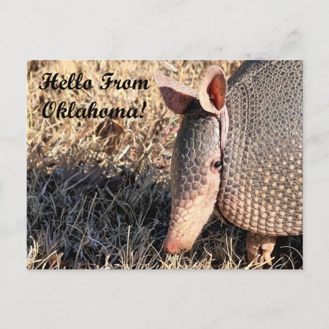 Armadillo Hello From Oklahoma Post Card Postkarte (Vorderseite)