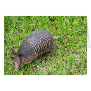 Armadillo im Grünen Gras