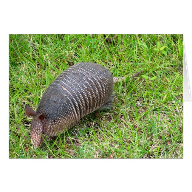 Armadillo im Grünen Gras (Vorderseite (Horizontal))