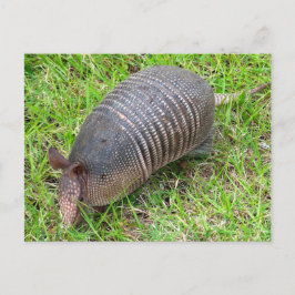 Armadillo im Grünen Gras Postkarte
