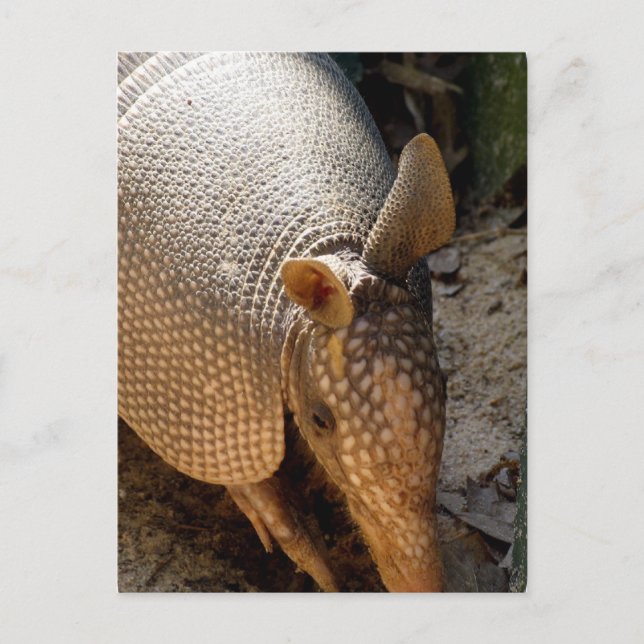 Armadillo Postcard Postkarte (Vorderseite)