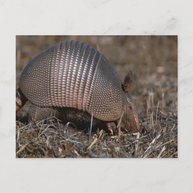 Armadillo Postcard Postkarte (Vorderseite)