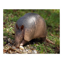 Armadillo Poster