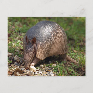 Armadillo Postkarte