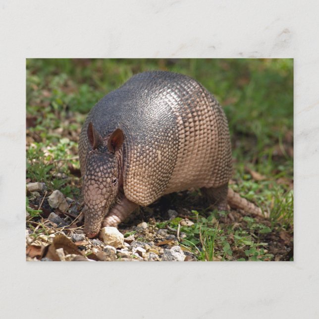 Armadillo Postkarte (Vorderseite)