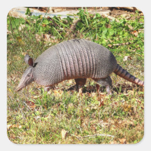 Armadillo Quadratischer Aufkleber
