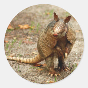 Armadillo Runder Aufkleber