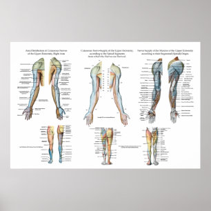 Arme Nerve Inervation of Upper Extremities Poster