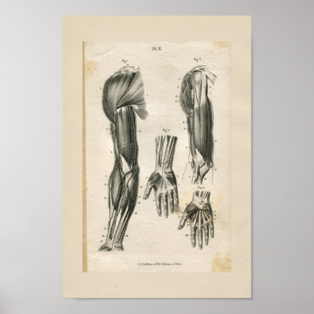 Armmuskeln Vintage Anatomie Druck Poster (Vorne)