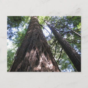 Armstrong Woods, Ca. Postkarte