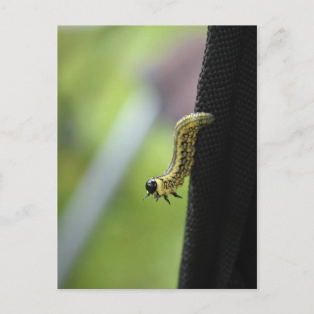 Army Worm Postkarte (Vorderseite)