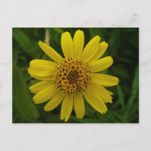 Arnica Blossom, Insel Unalaska Postkarte