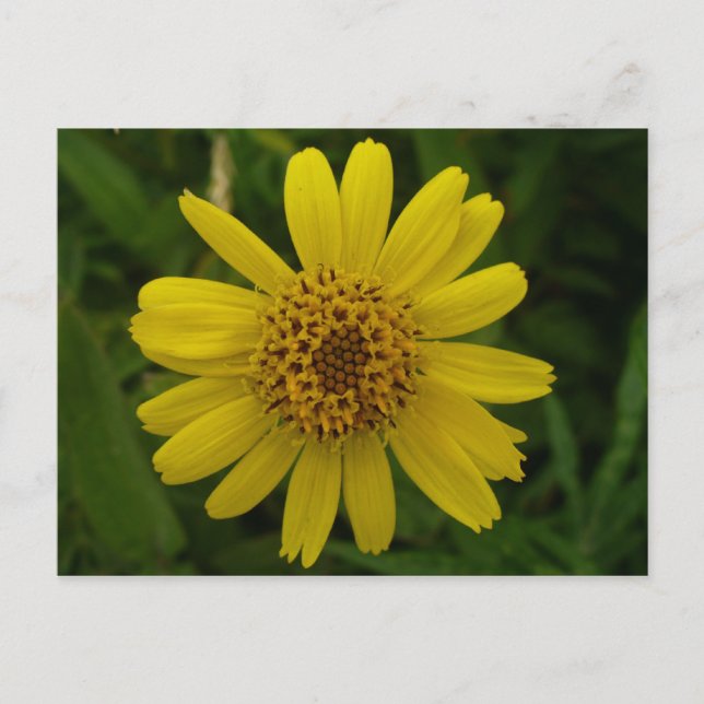 Arnica Blossom, Insel Unalaska Postkarte (Vorderseite)